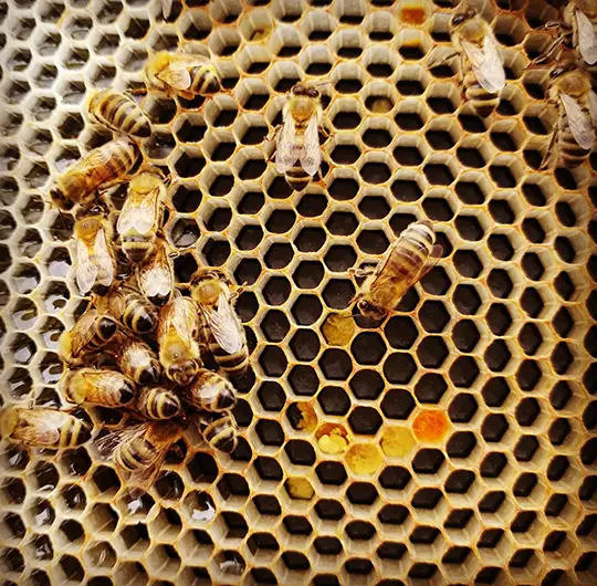 Bees result 1 | Tresco Consoles